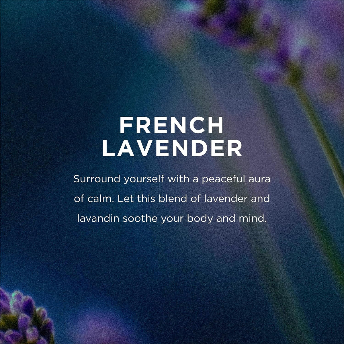 EO French Lavender Body Wash, Aromatherapy Shower Gel, 16 oz 2-Pack
